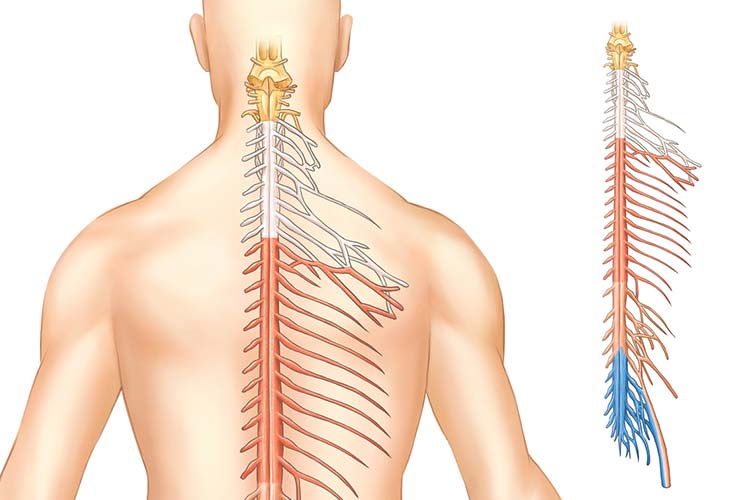 脊椎・脊髄について